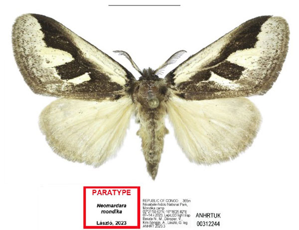 /filer/webapps/moths/media/images/M/mondika_Neomardara_PTF_ANHRT_02.jpg