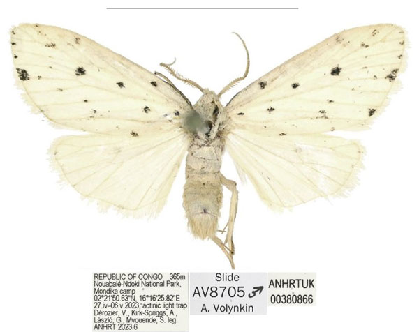 /filer/webapps/moths/media/images/M/mondika_Siccia_HT_ANHRT.jpg