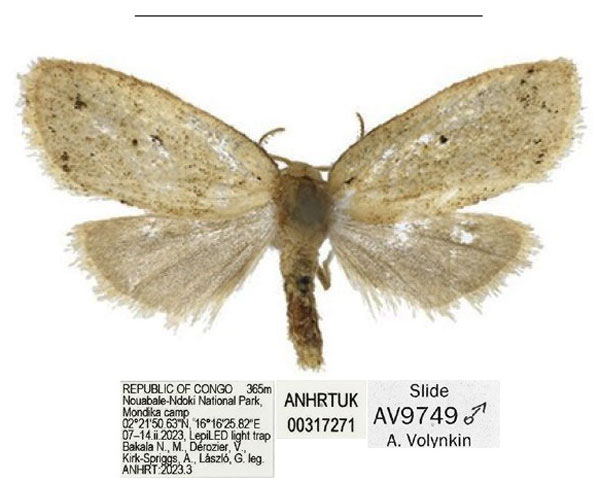 /filer/webapps/moths/media/images/M/mondika_Spatulosia_HT_ANHRT.jpg
