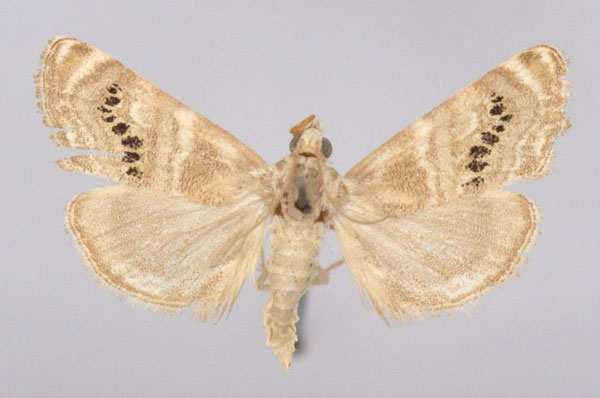 /filer/webapps/moths/media/images/M/monialis_Stiphrometasia_A_BMNH.jpg