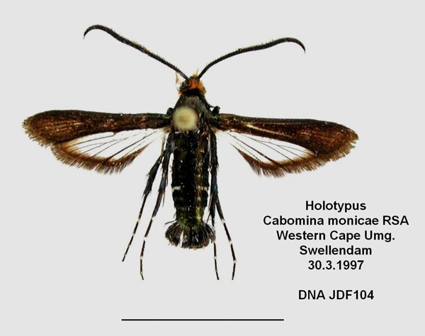 /filer/webapps/moths/media/images/M/monicae_Cabomina_HT_ZSM_01.jpg