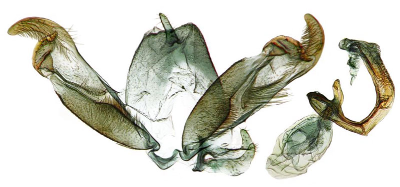 /filer/webapps/moths/media/images/M/monikae_Stenoptilia_GMHT_ZSM.jpg