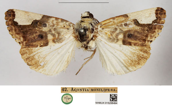 /filer/webapps/moths/media/images/M/monilifera_Acontia_HT_NHMUK.jpg