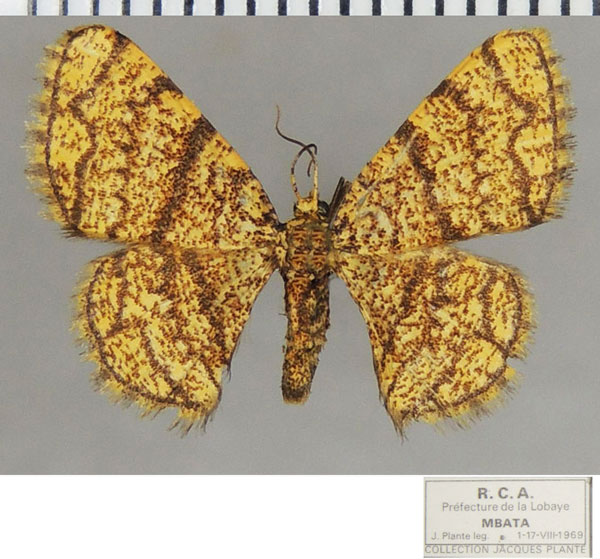 /filer/webapps/moths/media/images/M/monilifera_Heterostegane_AF_ZSM.jpg