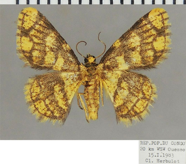 /filer/webapps/moths/media/images/M/monilifera_Heterostegane_AM_ZSM.jpg