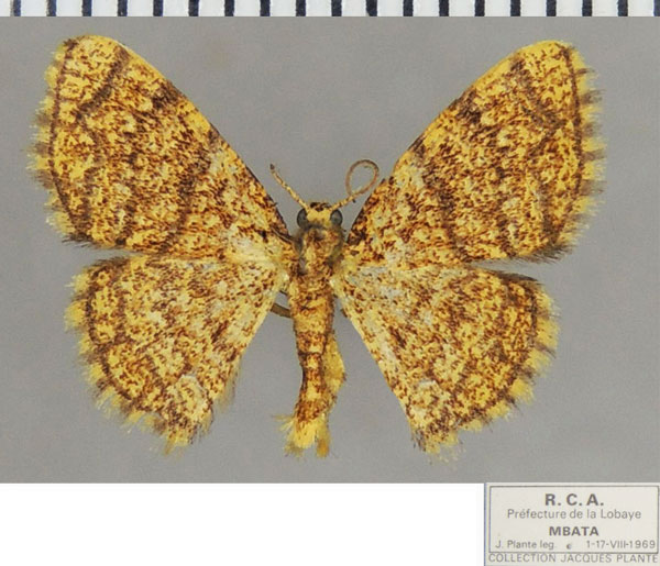 /filer/webapps/moths/media/images/M/monilifera_Heterostegane_AM_ZSMa.jpg