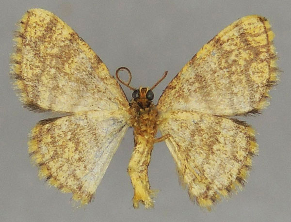 /filer/webapps/moths/media/images/M/monilifera_Heterostegane_AM_ZSMb.jpg