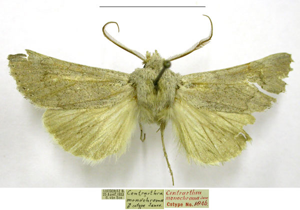 /filer/webapps/moths/media/images/M/monochroma_Centrartha_PTM_TMSA.jpg