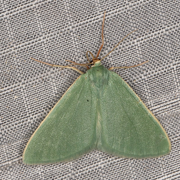 /filer/webapps/moths/media/images/M/monochroma_Chlorosterrha_AF_Heynsa.jpg