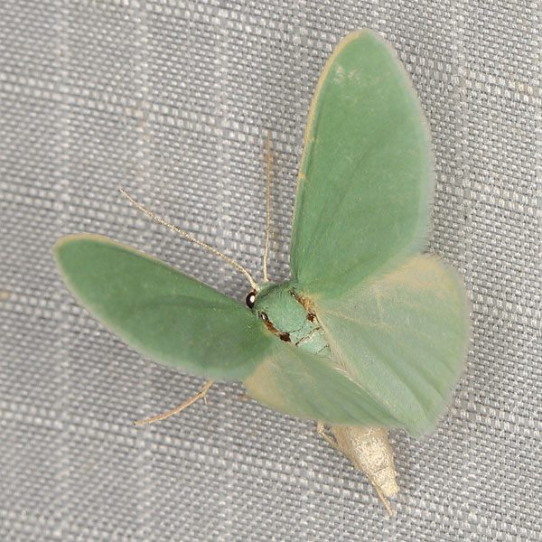 /filer/webapps/moths/media/images/M/monochroma_Chlorosterrha_AF_Heynsb.jpg