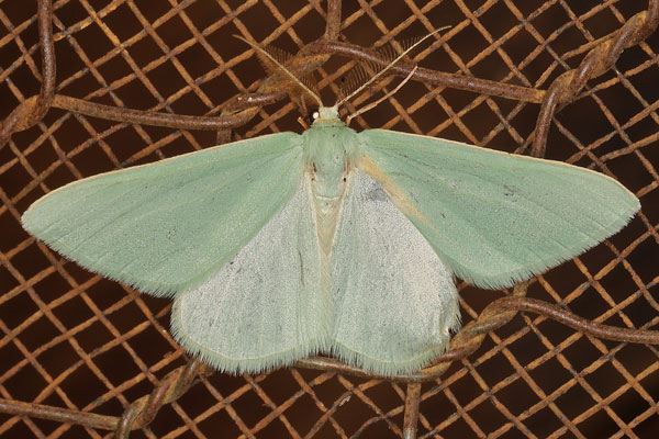 /filer/webapps/moths/media/images/M/monochroma_Chlorosterrha_AM_Heynsa.jpg