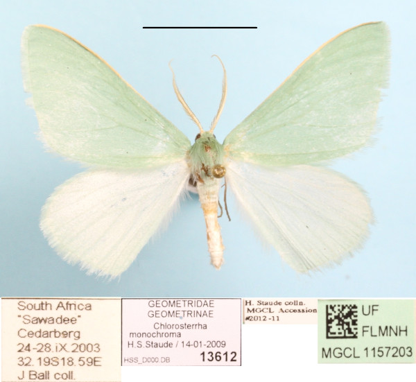 /filer/webapps/moths/media/images/M/monochroma_Chlorosterrha_A_MGCLa_01.JPG