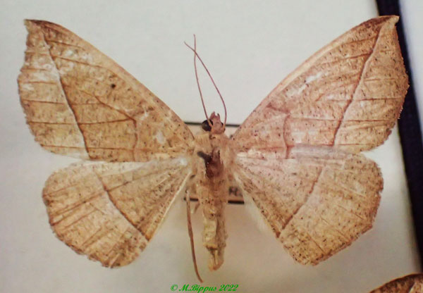/filer/webapps/moths/media/images/M/monochroma_Psilocerea_AF_PZBT.jpg