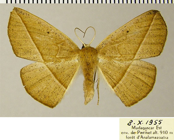 /filer/webapps/moths/media/images/M/monochroma_Psilocerea_AF_ZSM.jpg