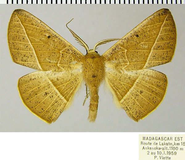/filer/webapps/moths/media/images/M/monochroma_Psilocerea_AM_ZSMa.jpg