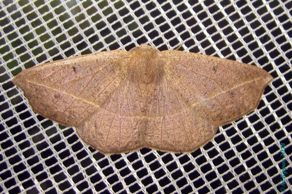 /filer/webapps/moths/media/images/M/monochroma_Psilocerea_A_Bippus_01.jpg