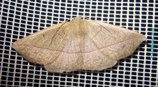/filer/webapps/moths/media/images/M/monochroma_Psilocerea_A_Bippus_02.jpg