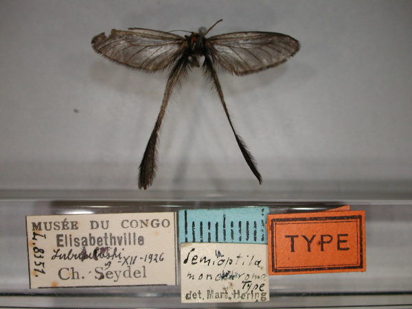 /filer/webapps/moths/media/images/M/monochroma_Semioptila_HT_RMCA_01.jpg