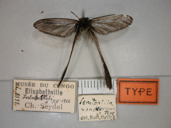 /filer/webapps/moths/media/images/M/monochroma_Semioptila_HT_RMCA_02.jpg