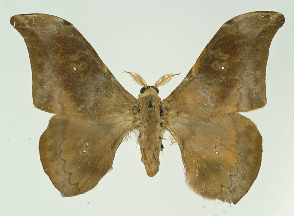 /filer/webapps/moths/media/images/M/monochromum_Orthogonioptilum_AM_Basquin.jpg