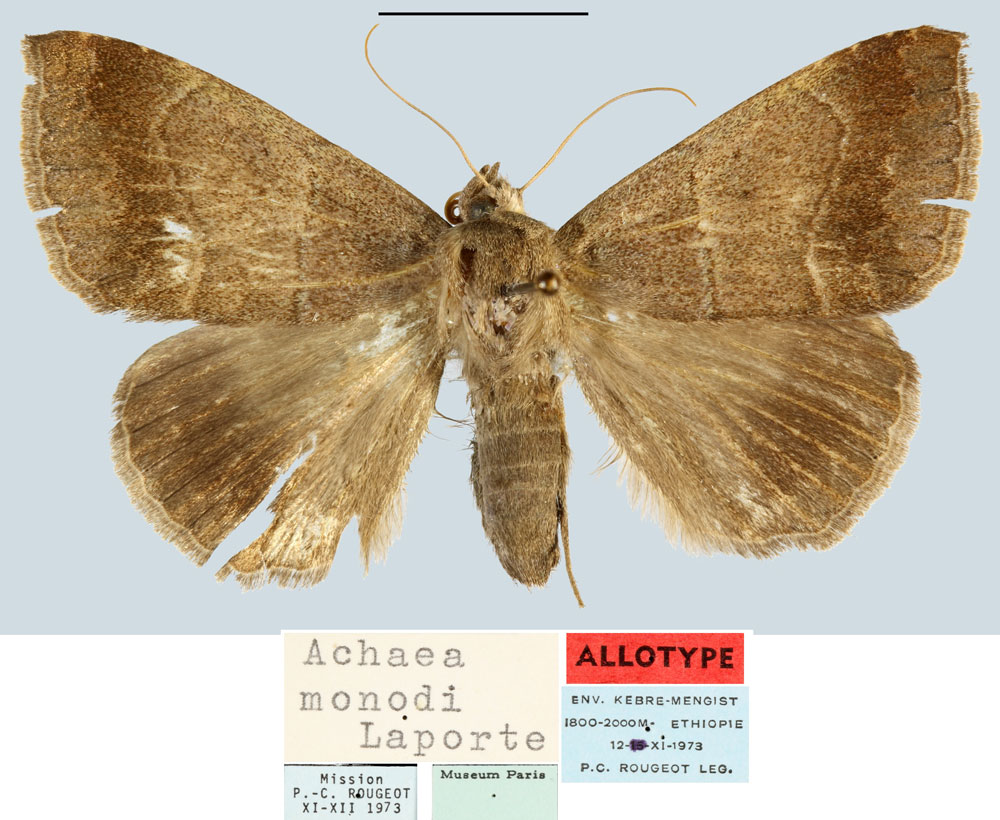 /filer/webapps/moths/media/images/M/monodi_Achaea_AT_MNHN.jpg