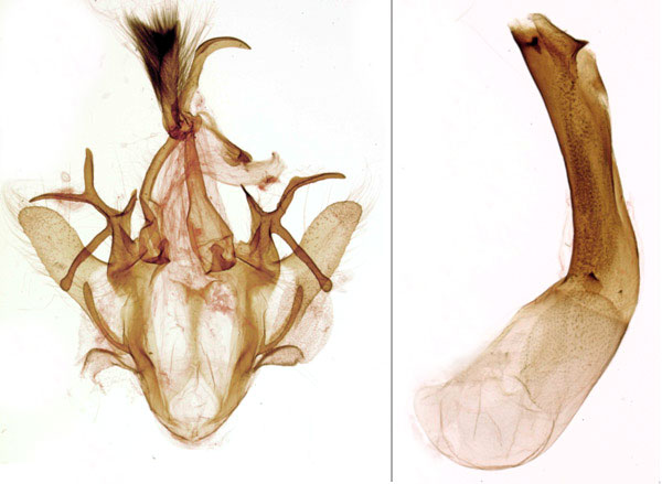 /filer/webapps/moths/media/images/M/monodi_Achaea_GHT_MNHN_BL915.jpg