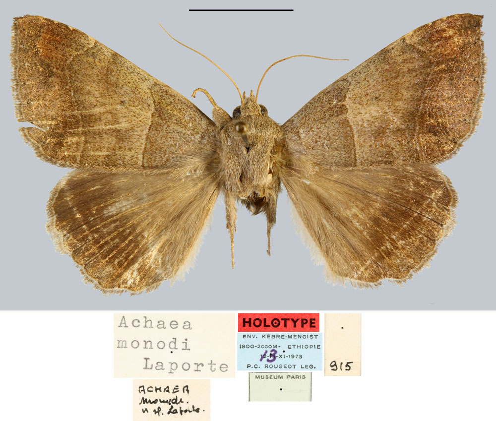 /filer/webapps/moths/media/images/M/monodi_Achaea_HT_MNHN.jpg