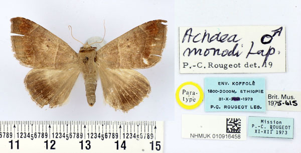 /filer/webapps/moths/media/images/M/monodi_Achaea_PT_BMNH.jpg