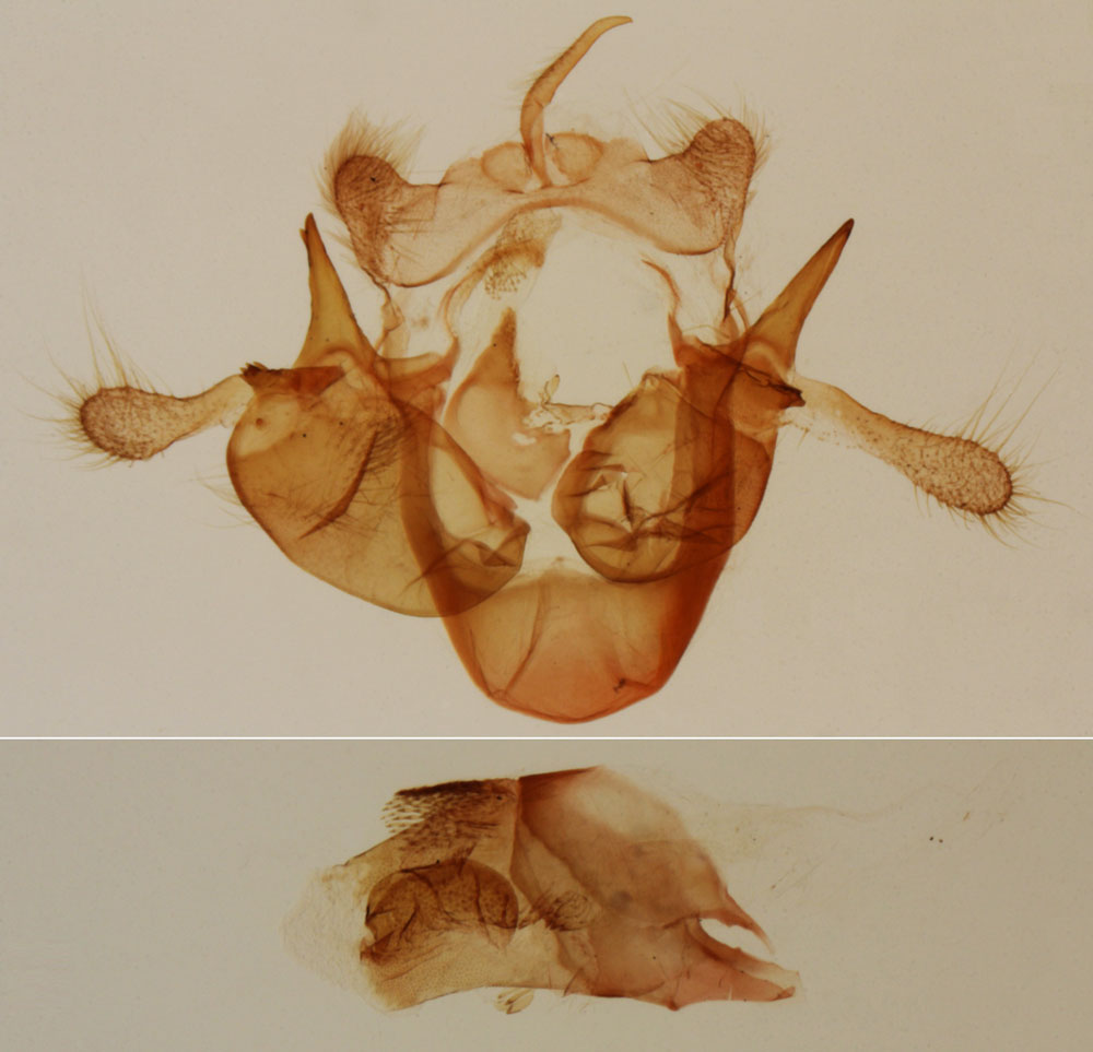 /filer/webapps/moths/media/images/M/monodi_Sesamia_GMHT_MNHN.jpg