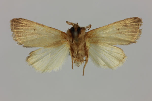 /filer/webapps/moths/media/images/M/monodi_Sesamia_HT_MNHNb.jpg
