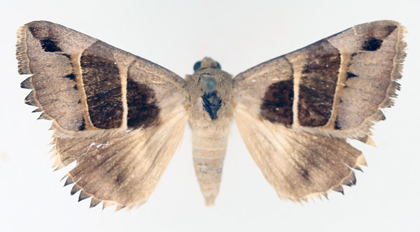 /filer/webapps/moths/media/images/M/monodonta_Grammodes_AF_TMSA.jpg