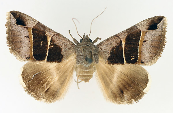 /filer/webapps/moths/media/images/M/monodonta_Grammodes_AM_TMSA.jpg