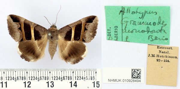 /filer/webapps/moths/media/images/M/monodonta_Grammodes_AT_BMNH.jpg