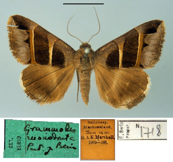/filer/webapps/moths/media/images/M/monodonta_Grammodes_PTM_MSNM.jpg