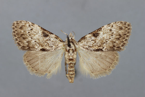 /filer/webapps/moths/media/images/M/monofascia_Meganola_A_BMNH.jpg