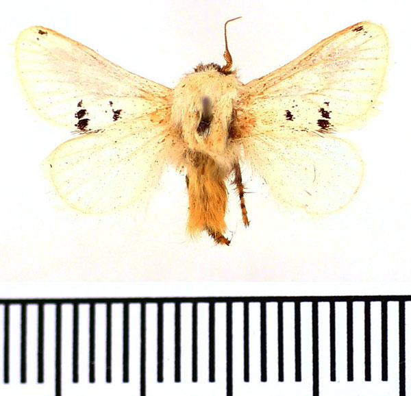 /filer/webapps/moths/media/images/M/monogramma_Parapluda_AM_BMNH.jpg