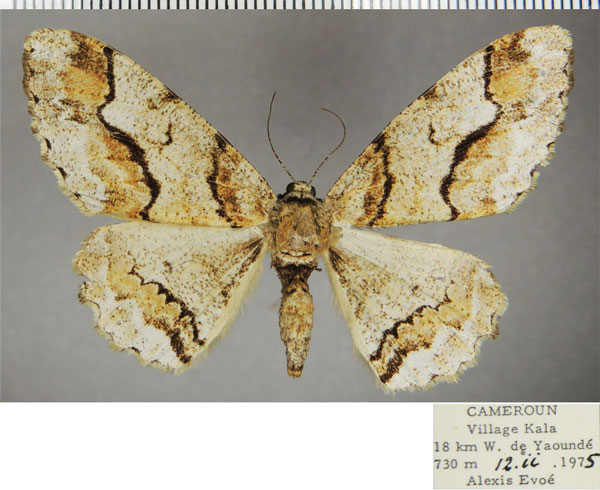 /filer/webapps/moths/media/images/M/monogrammaria_Colocleora_AF_ZSM.jpg