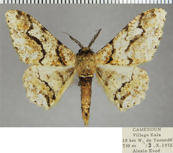 /filer/webapps/moths/media/images/M/monogrammaria_Colocleora_AM_ZSMa.jpg