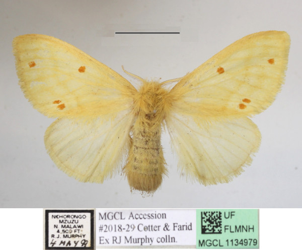 /filer/webapps/moths/media/images/M/monoides_Euproctis_AF_MGCLa_02.JPG