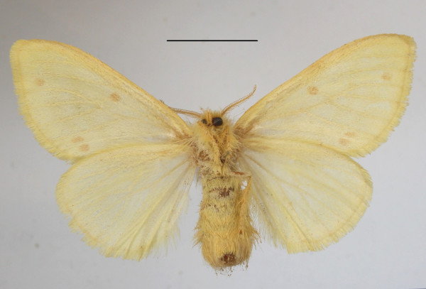 /filer/webapps/moths/media/images/M/monoides_Euproctis_AF_MGCLb_02.JPG