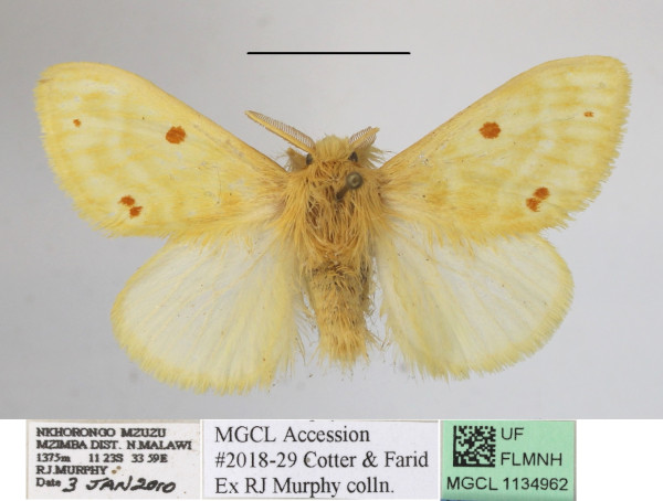/filer/webapps/moths/media/images/M/monoides_Euproctis_AM_MGCLa_03.JPG