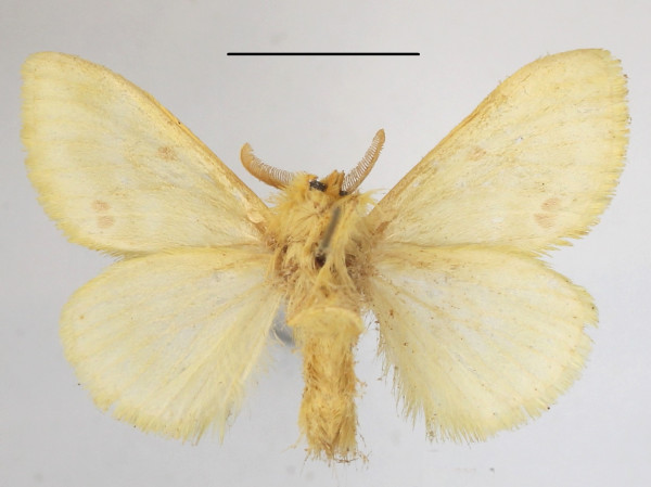/filer/webapps/moths/media/images/M/monoides_Euproctis_AM_MGCLb_01.JPG