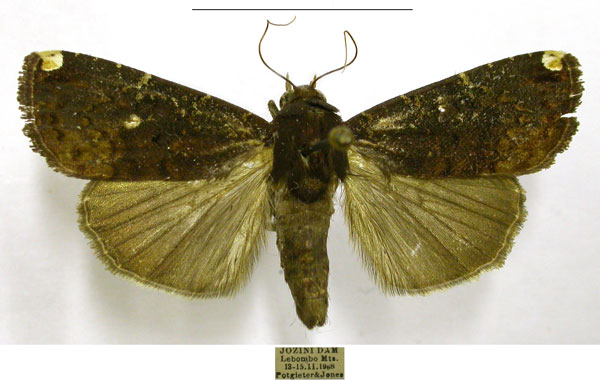 /filer/webapps/moths/media/images/M/monoleuca_Callyna_AM_TMSA.jpg