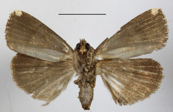 /filer/webapps/moths/media/images/M/monoleuca_Callyna_A_MGCLb_01.JPG