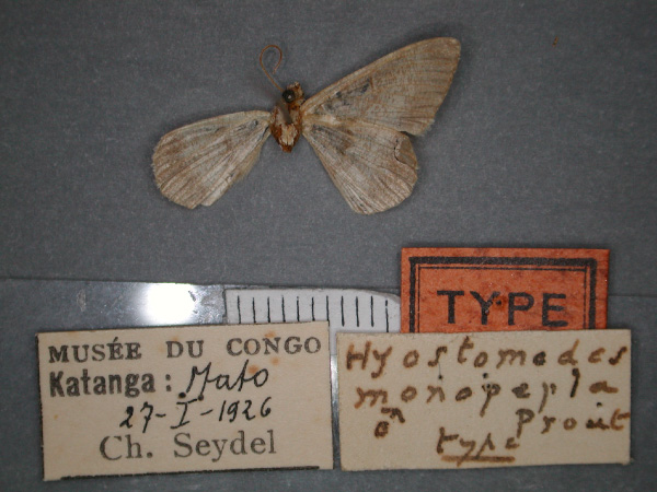 /filer/webapps/moths/media/images/M/monopepla_Chiasmia_HT_RMCA_02.jpg