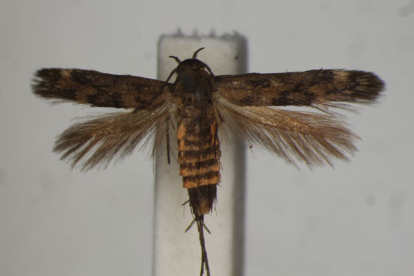 /filer/webapps/moths/media/images/M/monophaea_Eretmocera_HT_BMNH.jpg