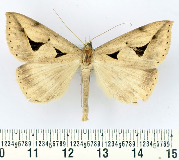 /filer/webapps/moths/media/images/M/monoplaneta_Parachalciope_AM_BMNH.jpg