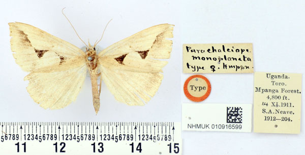 /filer/webapps/moths/media/images/M/monoplaneta_Parachalciope_HT_BMNH.jpg