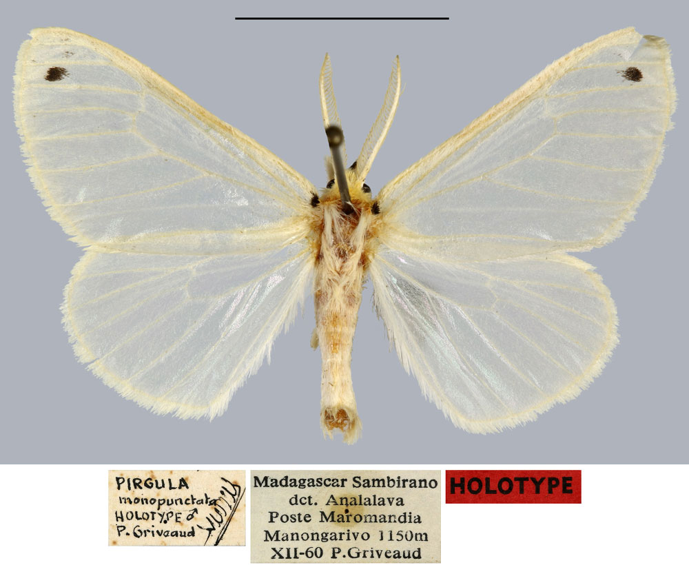 /filer/webapps/moths/media/images/M/monopunctata_Pirgula_HT_MNHN.jpg