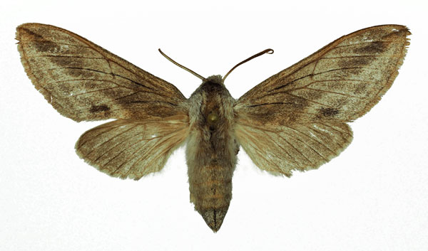 /filer/webapps/moths/media/images/M/monospila_Ellenbeckia_AF_Basquin.jpg